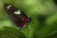 20120617ButterflyPavillion0044