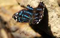20120617ButterflyPavillion0061