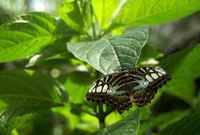 20120617ButterflyPavillion0062