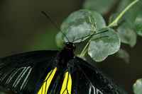 20120617ButterflyPavillion0068