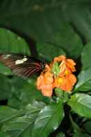 20120617ButterflyPavillion0075
