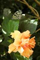 20120617ButterflyPavillion0078