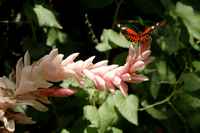 20120617ButterflyPavillion0089