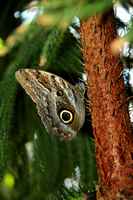 20120617ButterflyPavillion0211
