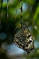 20120617ButterflyPavillion0214