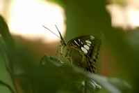 20120617ButterflyPavillion0217