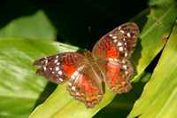 20120617ButterflyPavillion0229
