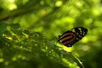 20120617ButterflyPavillion0230