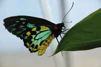 20120617ButterflyPavillion0236