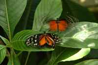 20120617ButterflyPavillion0243