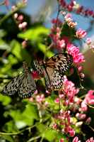 20120617ButterflyPavillion0250
