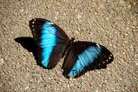 20120617ButterflyPavillion0260