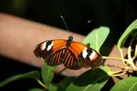 20120617ButterflyPavillion0290
