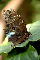 20120617ButterflyPavillion0294