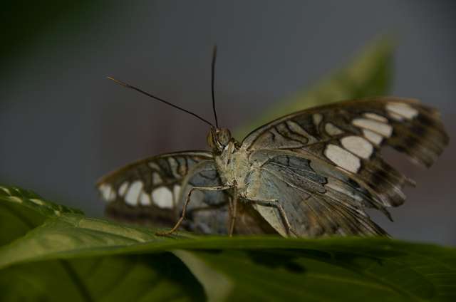 20120704ButterflyPavillion0937