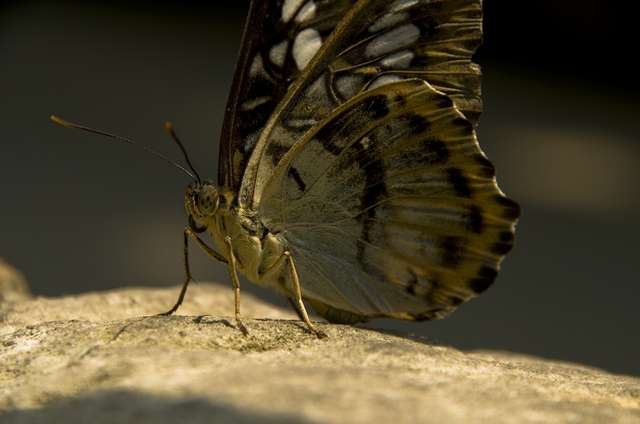 20120704ButterflyPavillion0945