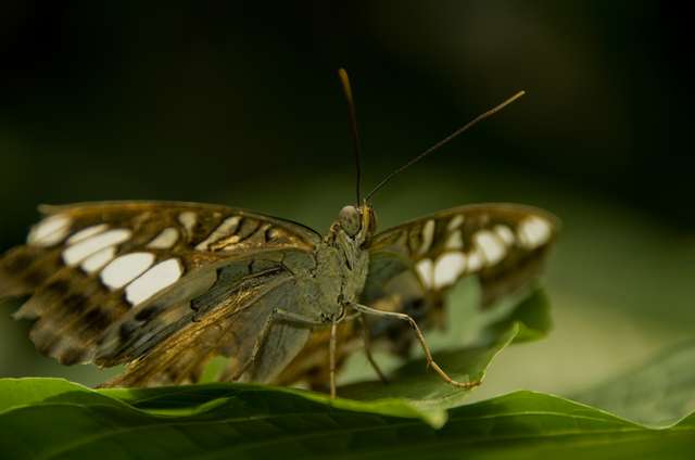 20120704ButterflyPavillion0954