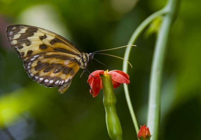 20120704ButterflyPavillion0966
