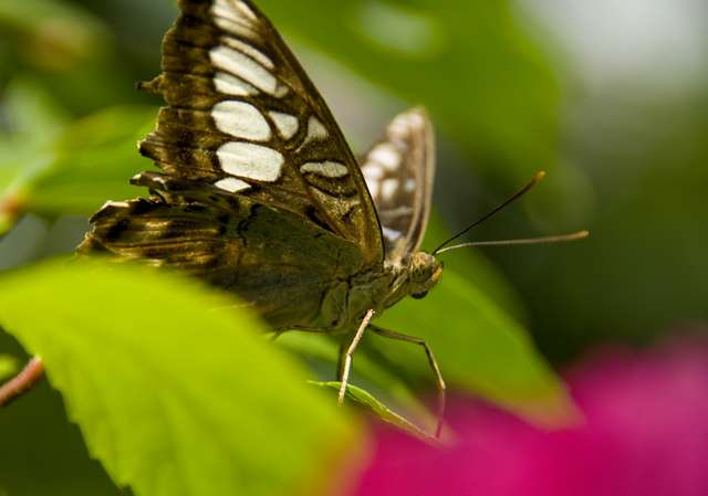 20120704ButterflyPavillion0974