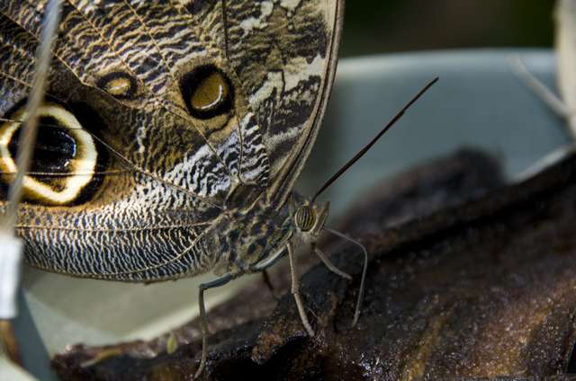 20120704ButterflyPavillion0979