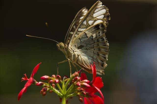 20120704ButterflyPavillion1001