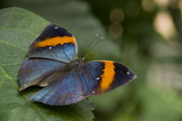 20120704ButterflyPavillion1005