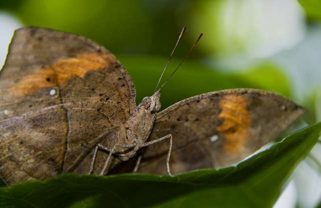 20120704ButterflyPavillion1007