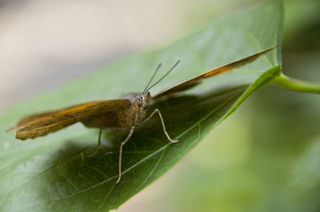 20120704ButterflyPavillion1014