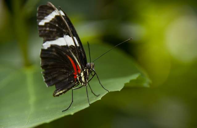 20120704ButterflyPavillion1016