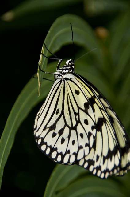 20120704ButterflyPavillion1027