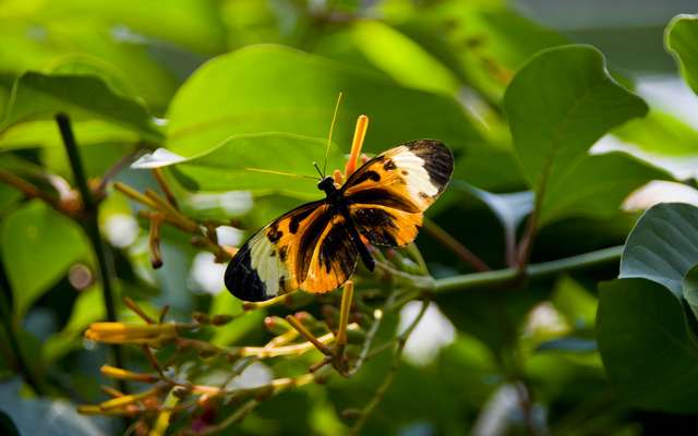 20120704ButterflyPavillion1032