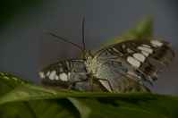 20120704ButterflyPavillion0937