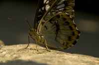 20120704ButterflyPavillion0945