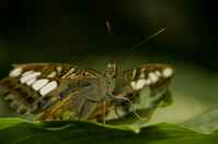 20120704ButterflyPavillion0954