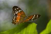 20120704ButterflyPavillion0958