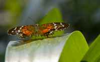 20120704ButterflyPavillion0973