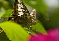 20120704ButterflyPavillion0974