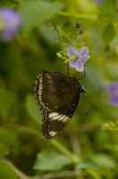 20120704ButterflyPavillion0990