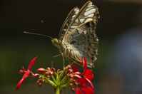 20120704ButterflyPavillion1001
