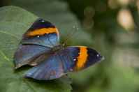 20120704ButterflyPavillion1005