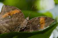 20120704ButterflyPavillion1007
