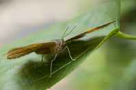 20120704ButterflyPavillion1014