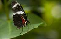 20120704ButterflyPavillion1016