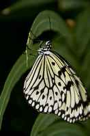 20120704ButterflyPavillion1027