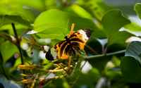 20120704ButterflyPavillion1032