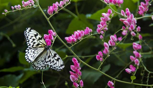 20120704ButterflyPavillion1053