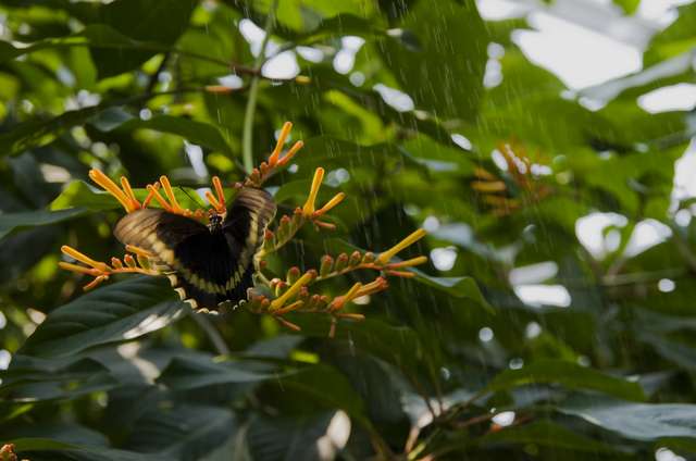 20120704ButterflyPavillion1065