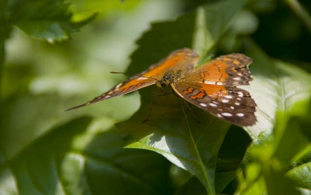 20120704ButterflyPavillion1100