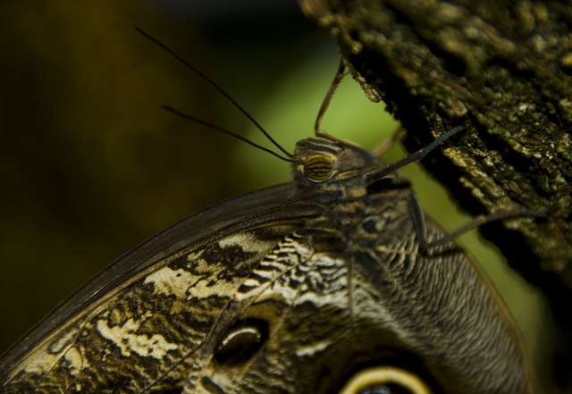 20120704ButterflyPavillion1128