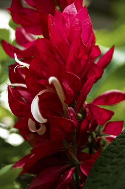 20120704ButterflyPavillion1136